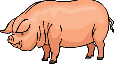  le cochon 