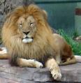 le lion