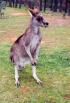 un kangourou dressé sur ses pattes arrières